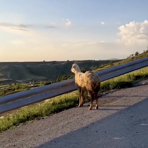 The Nietzschean Sheep